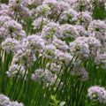 allium SUMMER BEAUTY ornamental onion lavender flowers nodding hardy perennial = 1 Potted Garden Plant