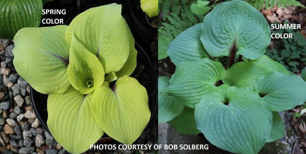 hosta CALM BEFORE the STORM *CUT BACK* medium yellow blue green rare colorful perennial = 1 Potted Garden Plant
