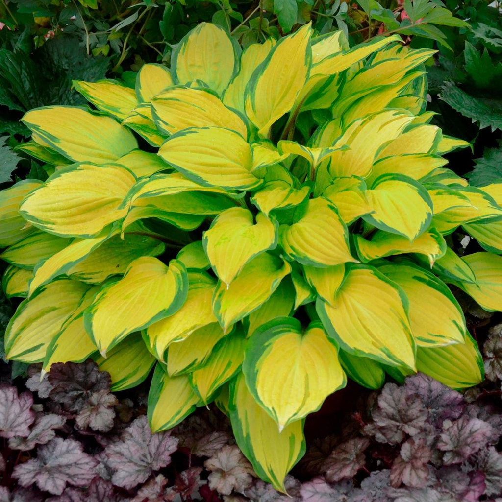 hosta ISLAND BREEZE small yellow red colorful flowers fast variegated shade part sun perennial = 1 Potted Garden Plant