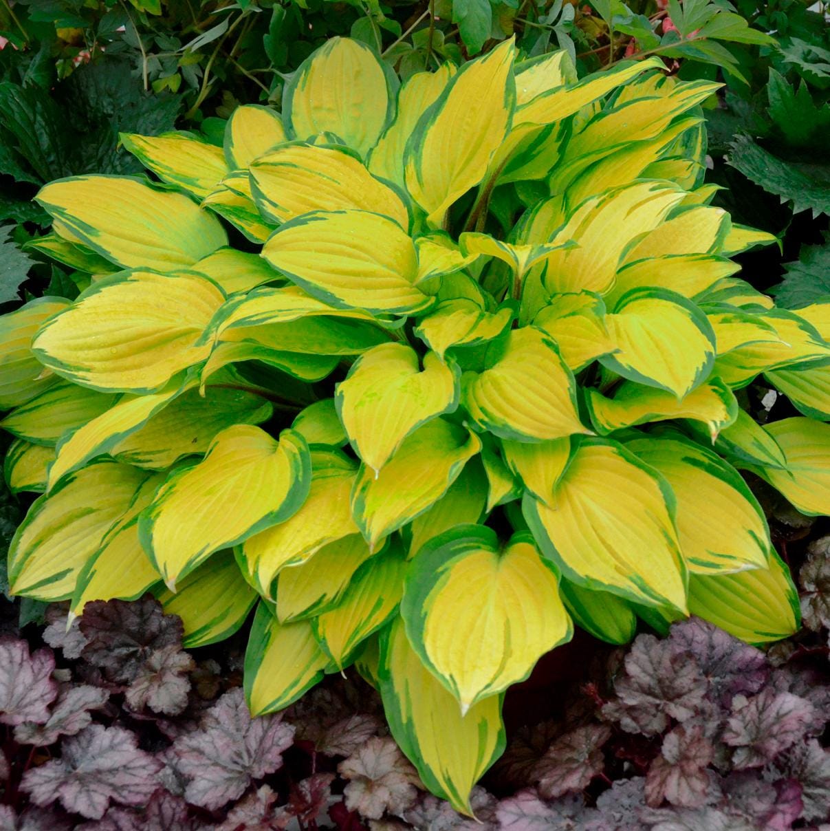 hosta ISLAND BREEZE small yellow red colorful flowers fast variegated shade part sun perennial = 1 Potted Garden Plant