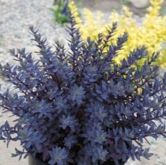 sedum SAPPHIRE TUFFET purple blue pink arching stonecrop succulent SunSparkler thick hardy perennial = 1 Potted Garden Plant