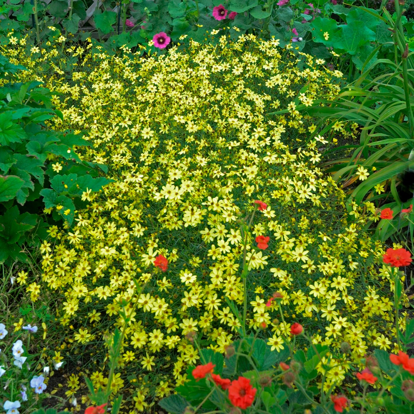coreopsis MOONBEAM verticillata yellow flowers hardy perennial = 1 Potted Garden Plant