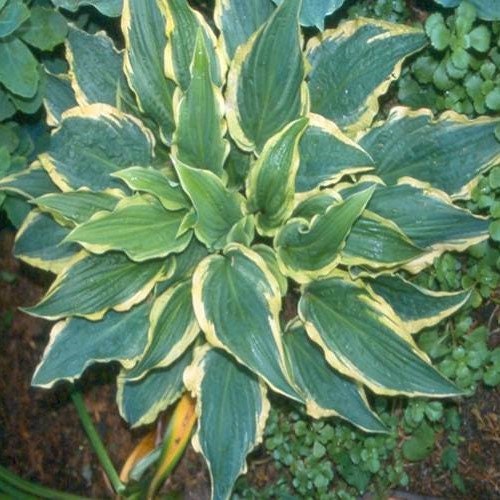 hosta LEATHER AND LACE small dark textured unusual rare perennial = 1 Potted Garden Plant