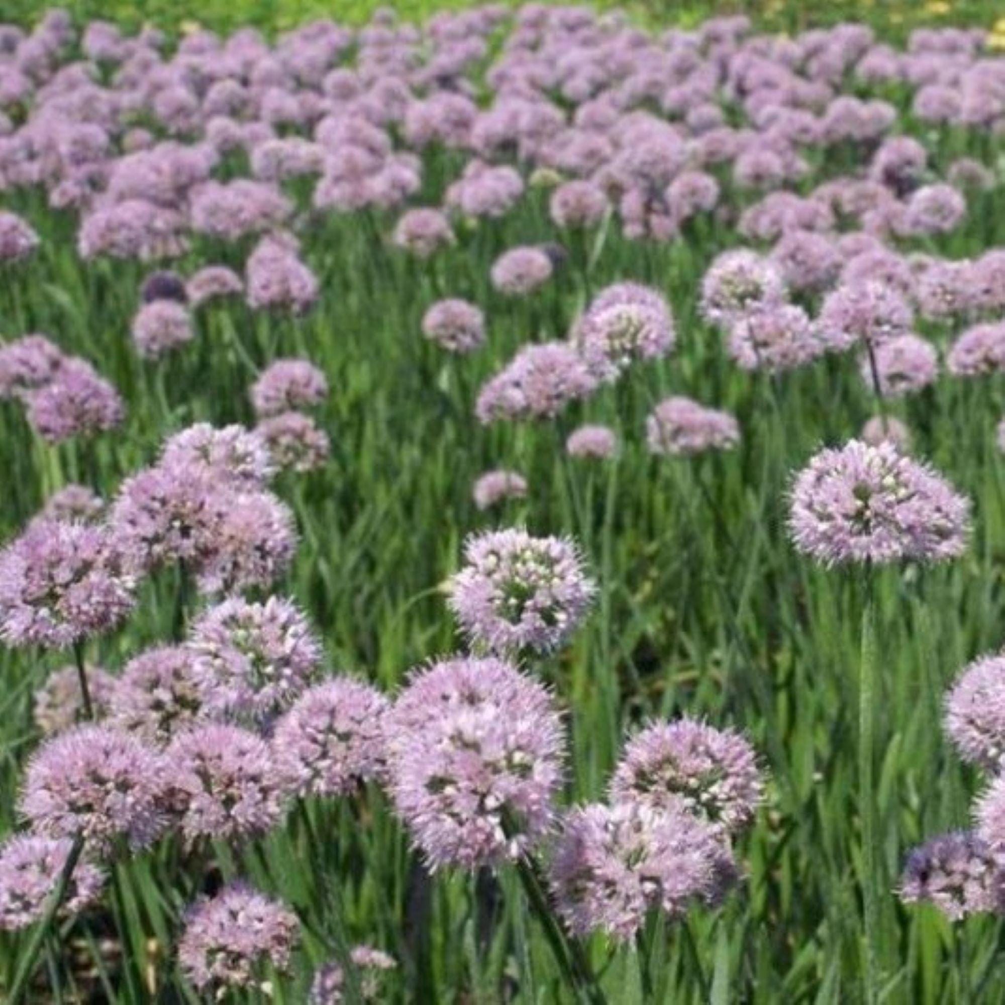 allium SUMMER BEAUTY ornamental onion lavender flowers nodding hardy perennial = 1 Potted Garden Plant