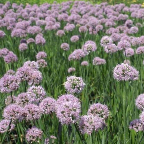 allium SUMMER BEAUTY ornamental onion lavender flowers nodding hardy perennial = 1 Potted Garden Plant