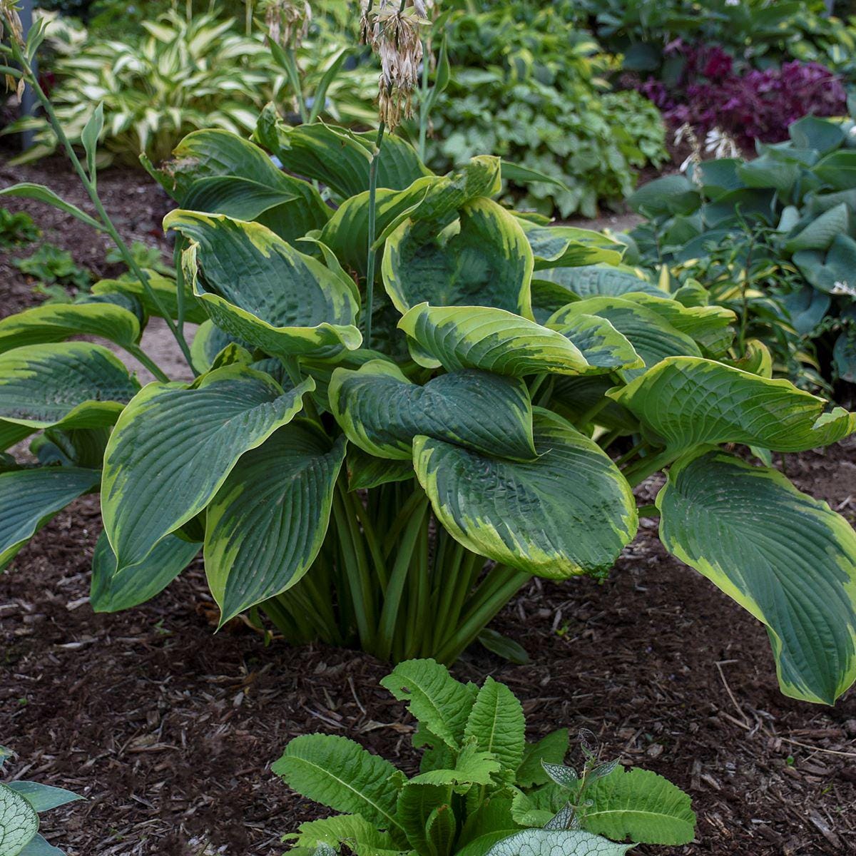 hosta WU LA LA large Empress giant Shadowland blue green big violet flowers perennial = 1 Potted Garden Plant