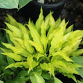 hosta FAIRY DUST new rare mini tiny cute wavy yellow gold narrow healthy little perennial = 1 Potted Garden Plant