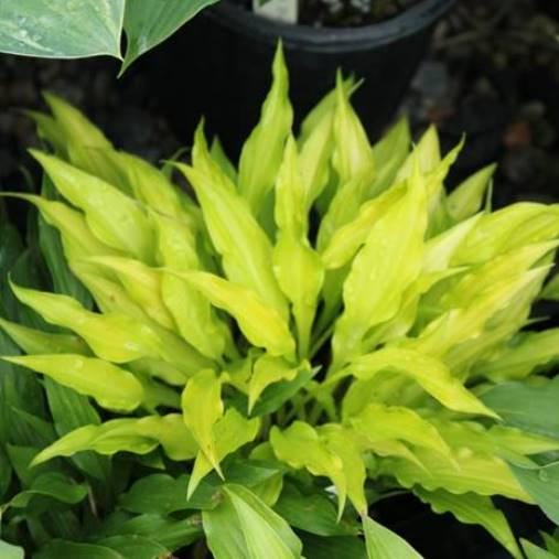 hosta FAIRY DUST new rare mini tiny cute wavy yellow gold narrow healthy little perennial = 1 Potted Garden Plant