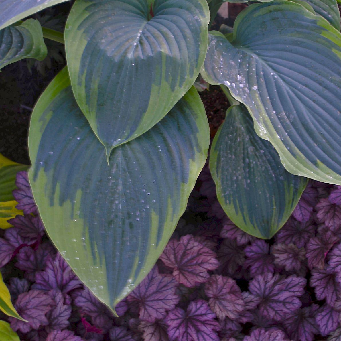 hosta WU LA LA large Empress giant Shadowland blue green big violet flowers perennial = 1 Potted Garden Plant