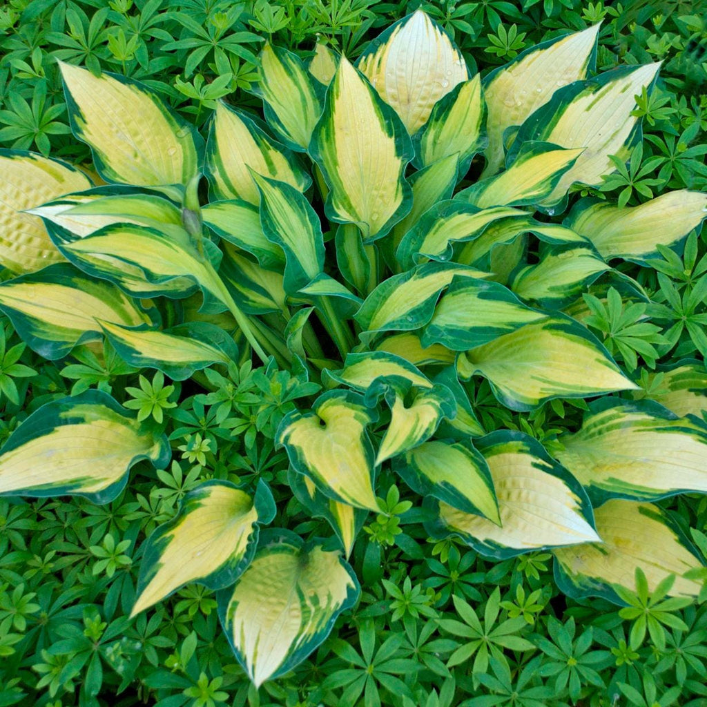 hosta HAPPY DAYZ medium special folded Orange Marmalade = 1 Potted Garden Plant