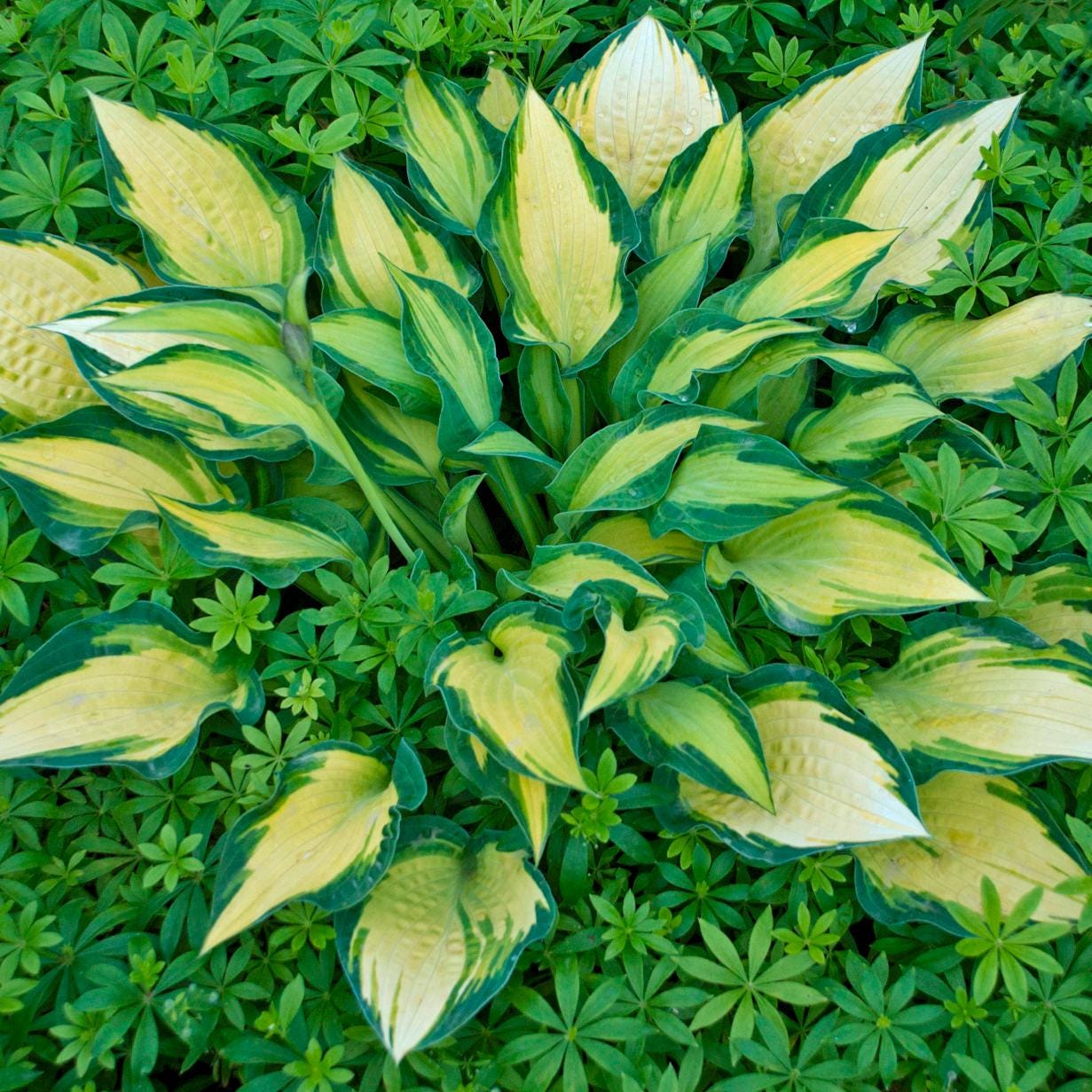 hosta HAPPY DAYZ medium special folded Orange Marmalade = 1 Potted Garden Plant