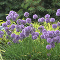 allium MEDUSA ornamental onion purple tall nodding herb bulb hardy perennial = 1 Potted Garden Plant