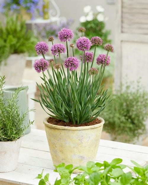 allium LITTLE SAPPHIRE ornamental onion compact nodding hardy perennial = 1 Potted Garden Plant