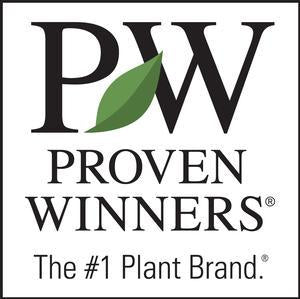 hosta HUDSON BAY large Proven Winners thick Eskimo Pie sport white flowers colorful live perennial = 1 Potted Garden Plant