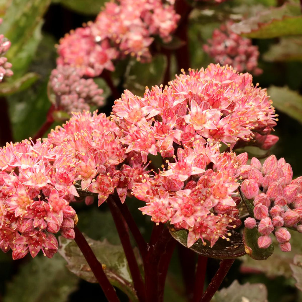 sedum DOUBLE MARTINI upright stonecrop succulent hardy perennial = 1 Potted Garden Plant