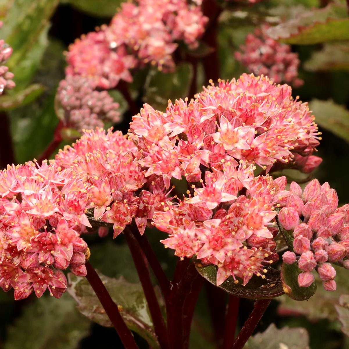 sedum DOUBLE MARTINI upright stonecrop succulent hardy perennial = 1 Potted Garden Plant