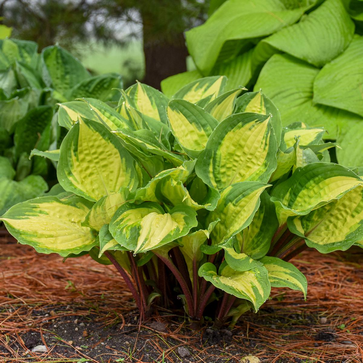 hosta ISLAND BREEZE small yellow red colorful flowers fast variegated shade part sun perennial = 1 Potted Garden Plant