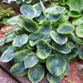 hosta TOKUDAMA FLAVOCIRCINALIS medium thick round classic corrugated hostas disease-free 3" pot = 1 Potted Garden Plant