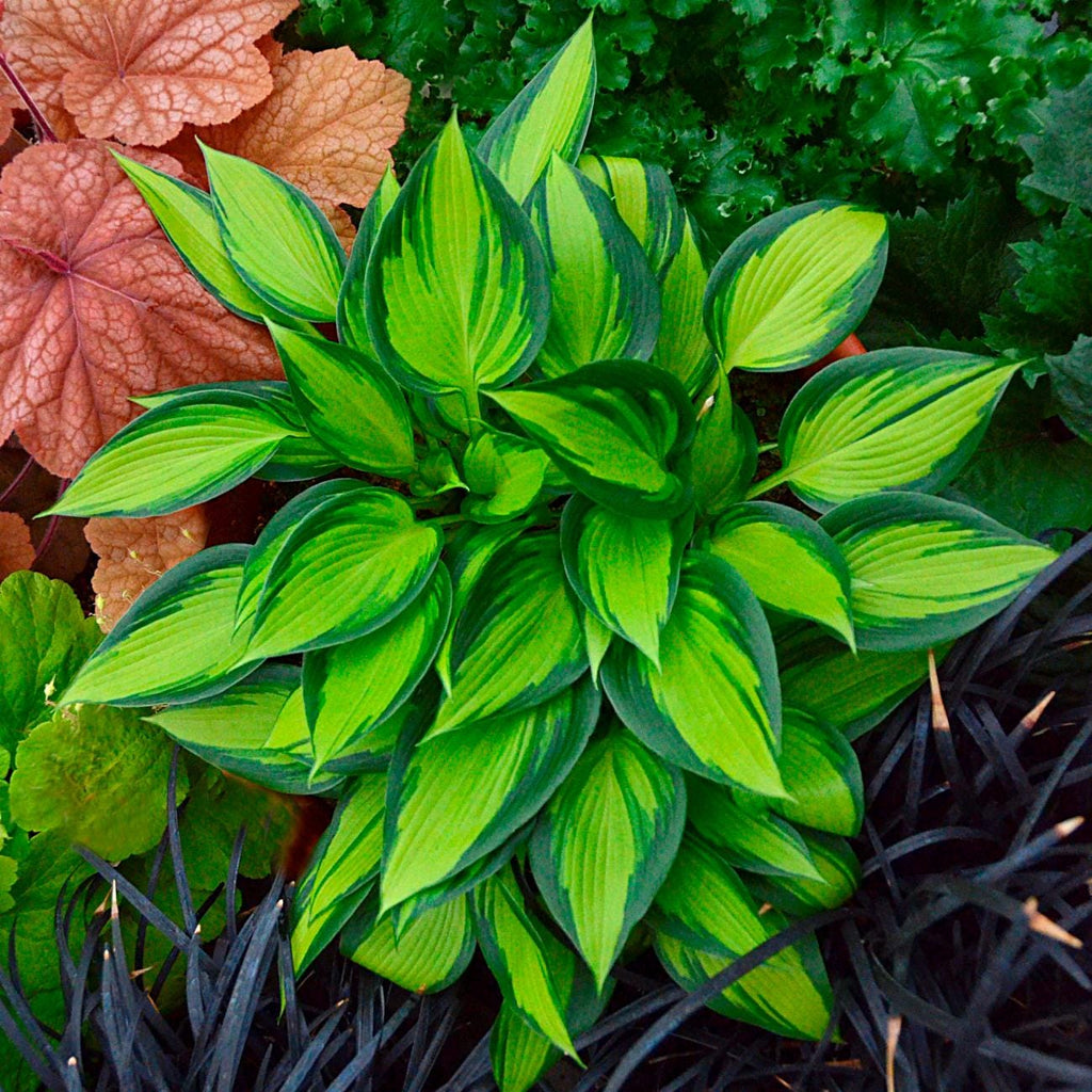 hosta JUNE SPIRIT small rare colorful thick blue-lavender flowers shiny disease-free 2.5" pot = 1 Live Potted Plant