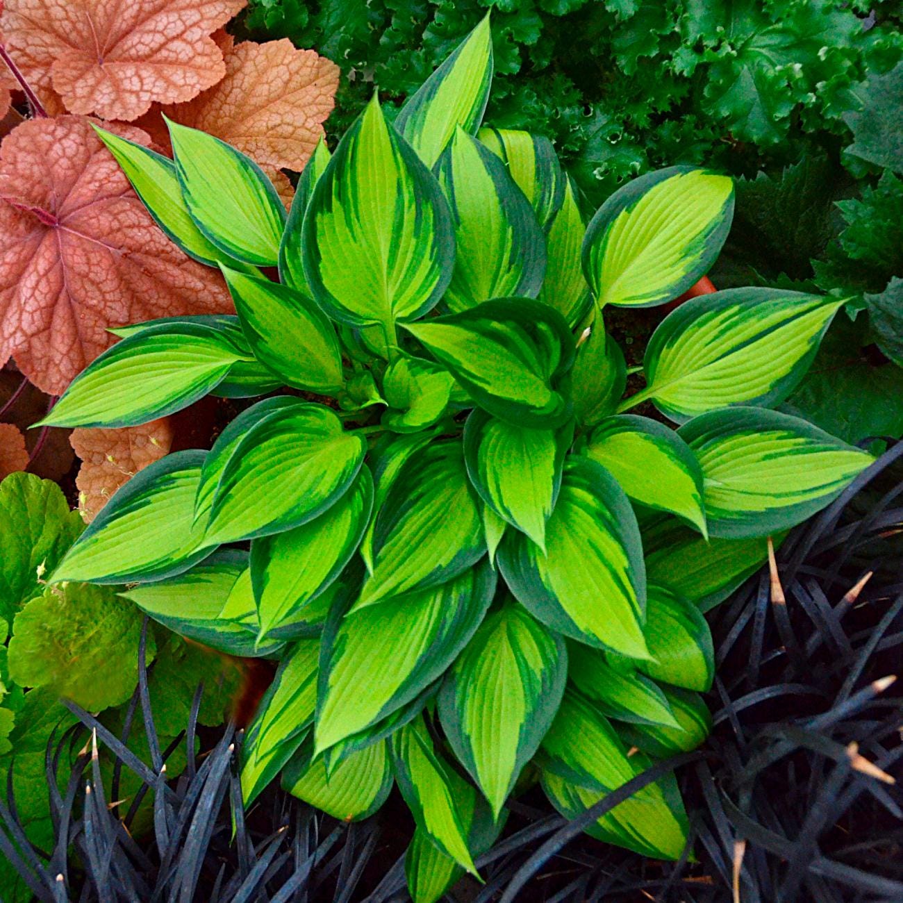 hosta JUNE SPIRIT small rare colorful thick blue-lavender flowers shiny disease-free 2.5" pot = 1 Live Potted Plant