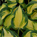 hosta HAPPY DAYZ medium special folded Orange Marmalade = 1 Potted Garden Plant