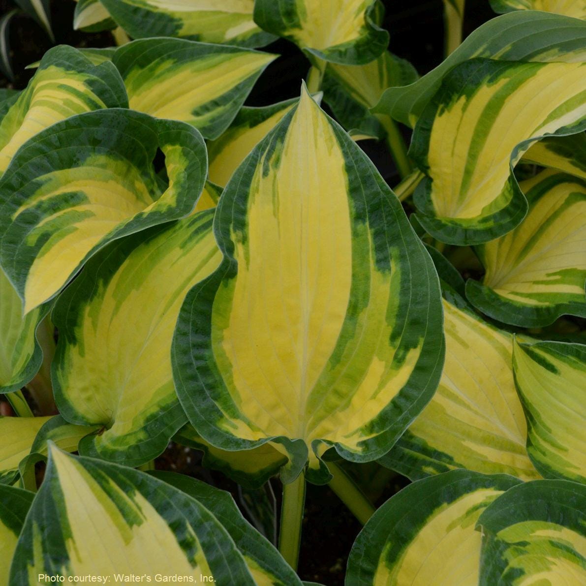 hosta HAPPY DAYZ medium special folded Orange Marmalade = 1 Potted Garden Plant