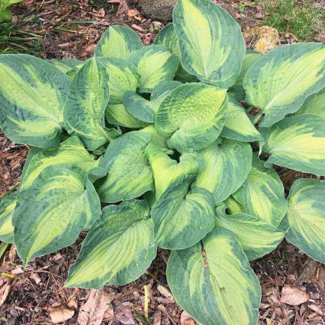 hosta SISTER ACT medium thick colorful white flowers corrugated = 1 Potted Garden Plant