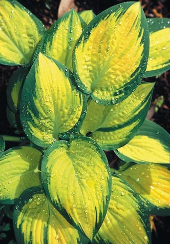 hosta ORANGE MARMALADE medium special rare golden-orange disease-free 2.5" pot = 1 Potted Garden Plant