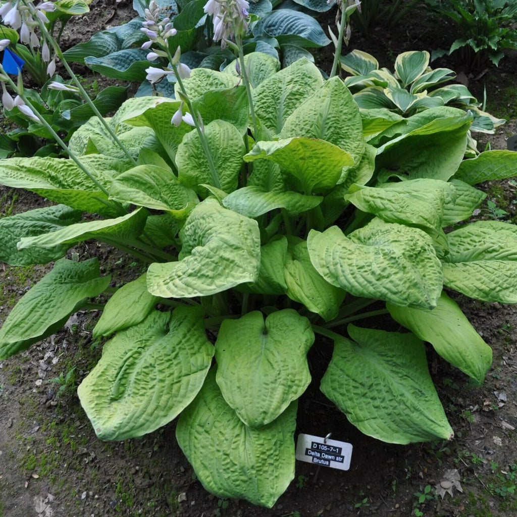 hosta TELEGRAHAM medium unusual new rare perennial = 1 Potted Garden Plant