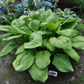 hosta TELEGRAHAM medium unusual new rare perennial = 1 Potted Garden Plant