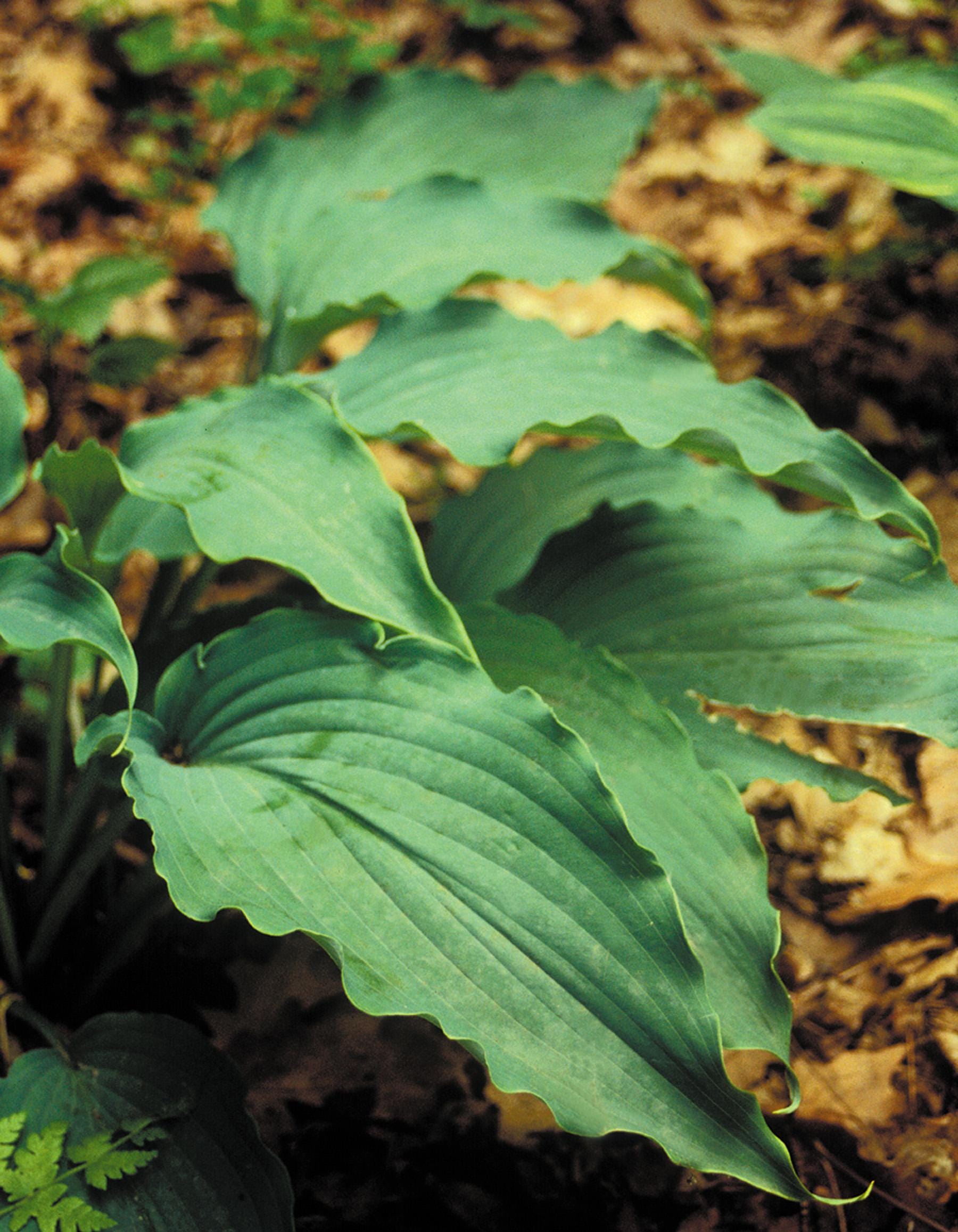 hosta NEPTUNE large giant blue wavy twisted ruffled thick perennial = 1 Potted Garden Plant