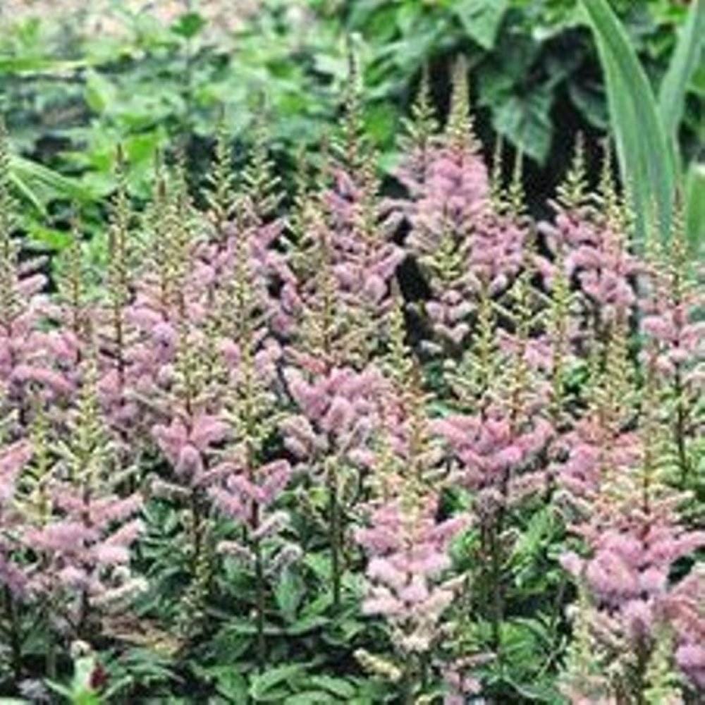 Astilbe PUMILA flower hardy chinensis compact short false spirea perennial 2.5" pot = 1 Potted Garden Plant