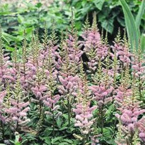 Astilbe PUMILA flower hardy chinensis compact short false spirea perennial 2.5" pot = 1 Potted Garden Plant