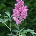 Astilbe COTTON CANDY sun pink flower hardy false spirea rare perennial = 1 Potted Garden Plant