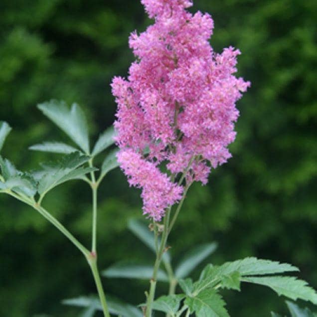 Astilbe COTTON CANDY sun pink flower hardy false spirea rare perennial = 1 Potted Garden Plant