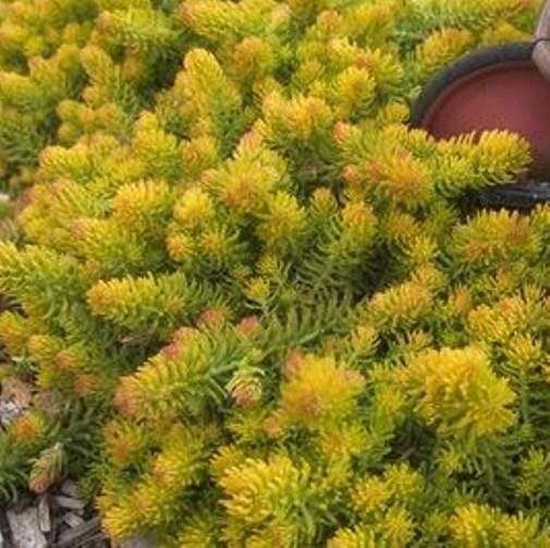 sedum ANGELINA yellow groundcover succulent drought tolerant short easy hardy perennial = 1 Potted Garden Plant