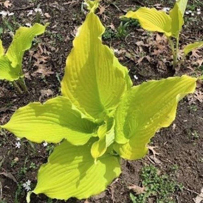 hosta THE TROPHY WIFE large unusual gold giant yellow new rare ruffled pot perennial = 1 Potted Garden Plant