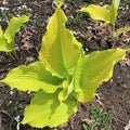 hosta THE TROPHY WIFE large unusual gold giant yellow new rare ruffled pot perennial = 1 Potted Garden Plant