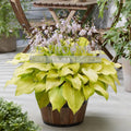 hosta KI REN JYAKU medium rippled yellow gold rare double pink flowers colorful perennial = 1 Potted Garden Plant