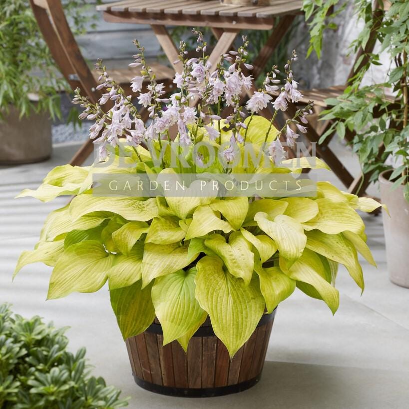hosta KI REN JYAKU medium rippled yellow gold rare double pink flowers colorful perennial = 1 Potted Garden Plant