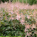 Astilbe SPRITE sun simplicifolia pink flower short small compact hardy false spirea rare perennial = 1 Potted Garden Plant