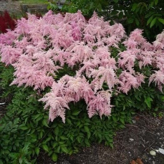 Astilbe FIREWORKS PINK sun flower chinensis arching unique hardy perennial = 1 Potted Garden Plant
