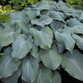 hosta BLUE ANGEL large blue classic award winner arching slug resistant thick perennial = 1 Potted Garden Plant