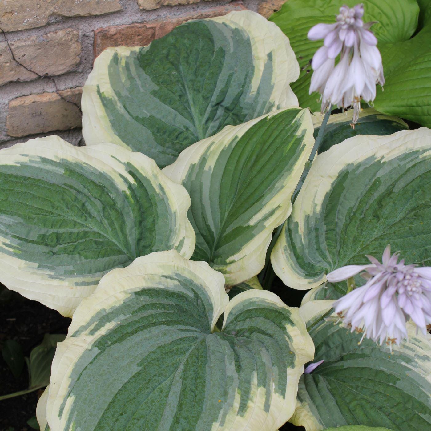 hosta WILDEST DREAMS medium new rare upright disease-free = 1 Potted Garden Plant