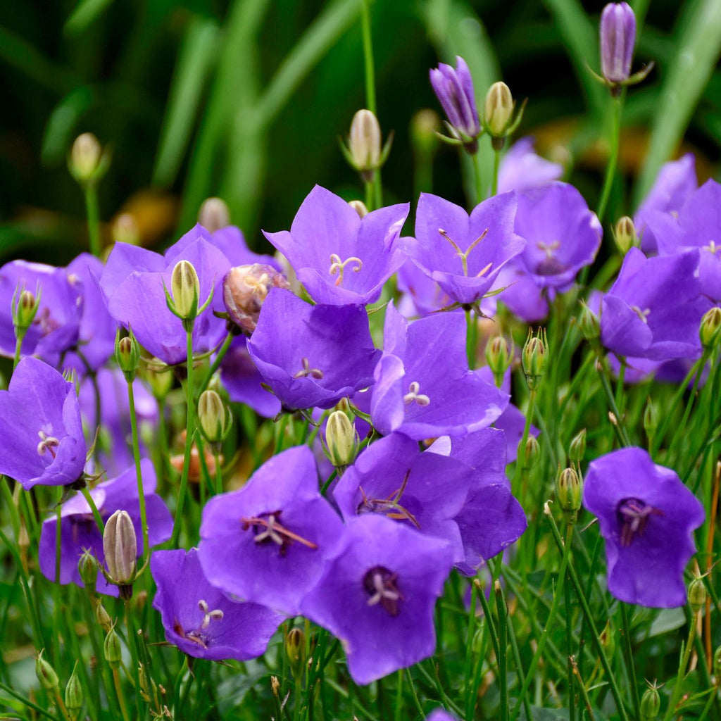 campanula VIOLET TEACUPS colorful bellflower fast purple flowers hardy perennial = 1 Potted Garden Plant