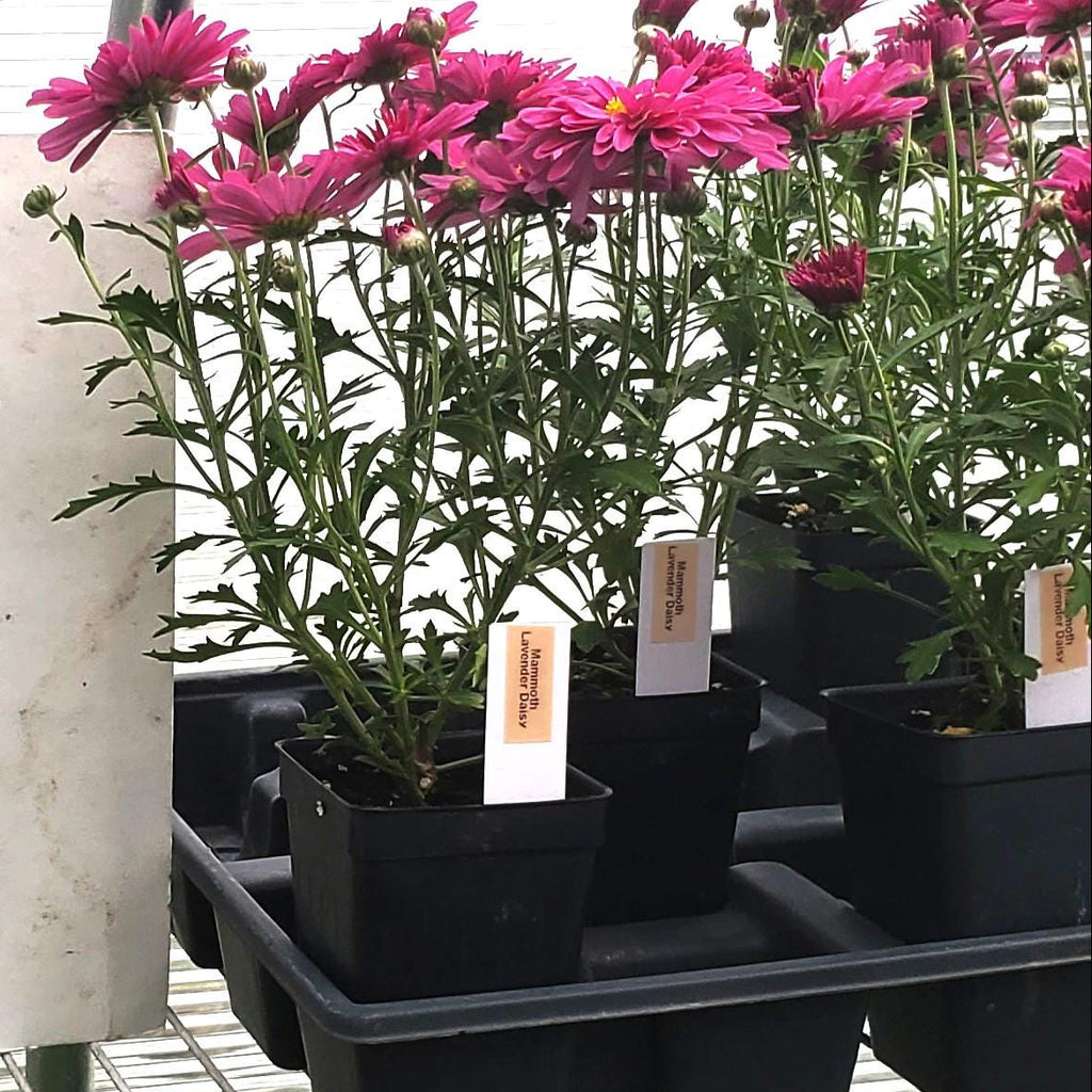 mum Mammoth LAVENDER DAISY hardy chrysanthemum pink shasta perennial = 1 Potted Garden Plant