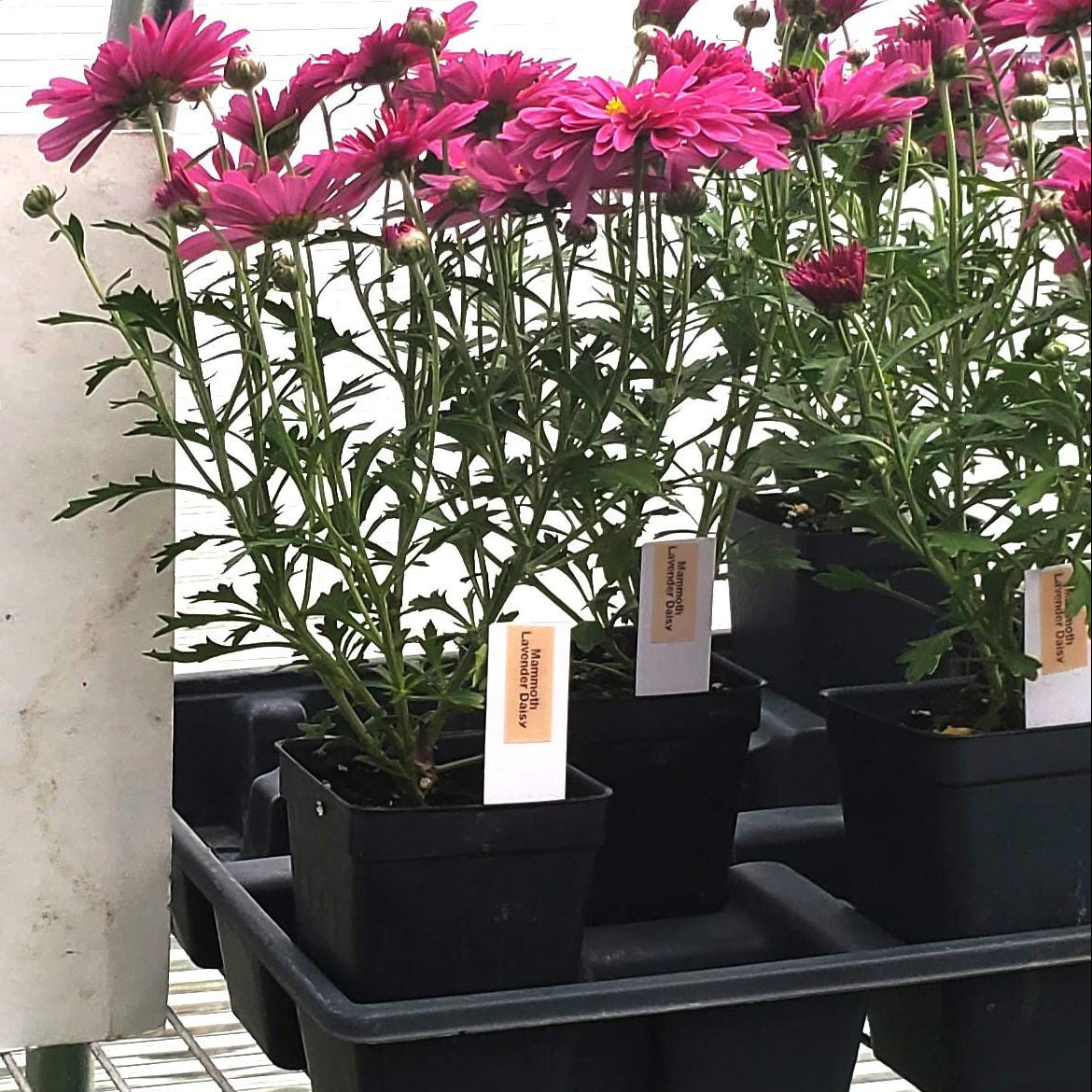 mum Mammoth LAVENDER DAISY hardy chrysanthemum pink shasta perennial = 1 Potted Garden Plant