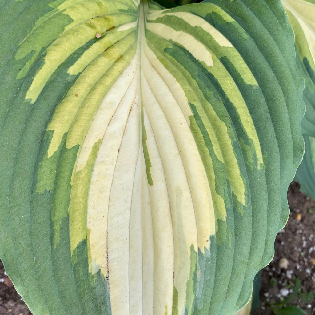hosta LOVE STORY medium rare new Proven Winners wavy ruffled shade plants hostas tricolor disease-free 2.5" pot = 1 Potted Garden Plant