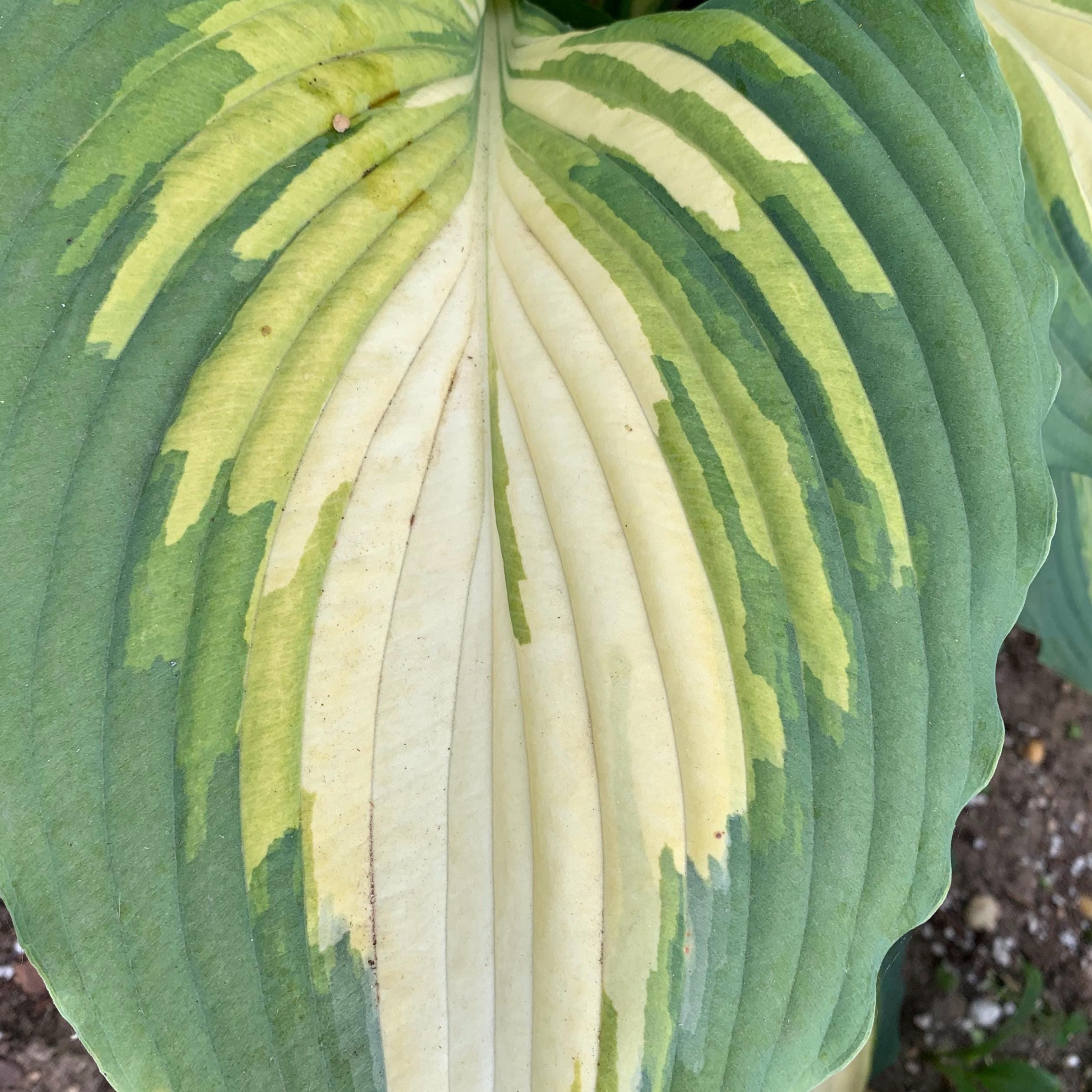 hosta LOVE STORY medium rare new Proven Winners wavy ruffled shade plants hostas tricolor disease-free 2.5" pot = 1 Potted Garden Plant