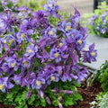 aquilegia EARLYBIRD PURPLE BLUE columbine grannys bonnet perennial = 1 Potted Garden Plant